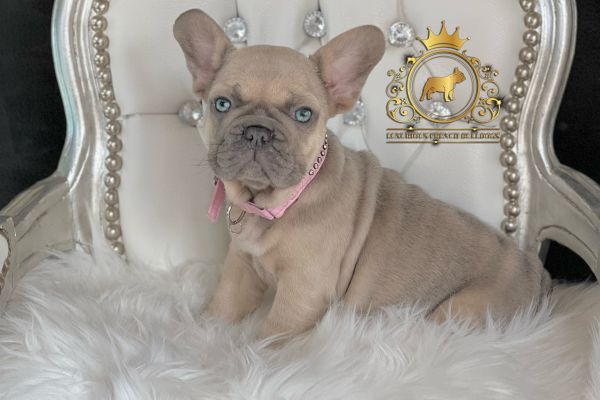 Lélite del bulldog francese Blue llitedelbulldogfranceseblue-68de4b6da106b.jpeg