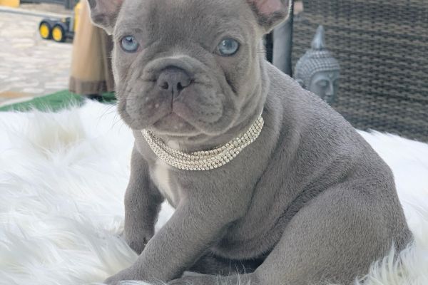 Lélite del bulldog francese Blue llitedelbulldogfranceseblue-68de4baf27c75.jpeg