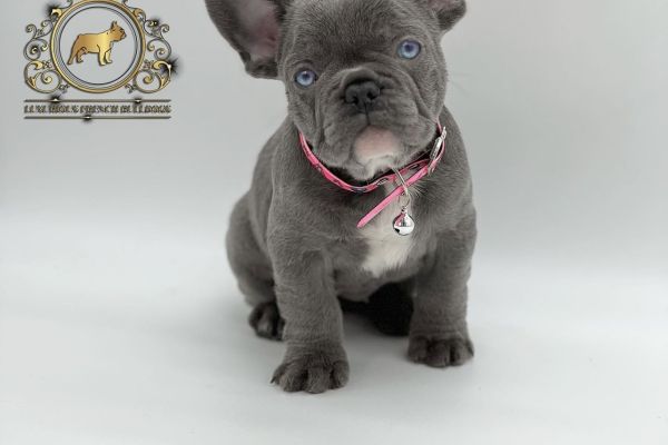 Lélite del bulldog francese Blue llitedelbulldogfranceseblue-68de4d748226b.jpeg