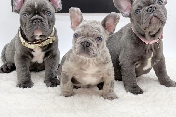 Lélite del bulldog francese Blue llitedelbulldogfranceseblue12.jpeg