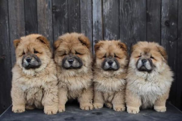 Chow chow cuccioli chowchowcuccioli.jpg