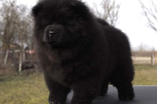 Chow chow cuccioli chowchowcuccioli1.jpg