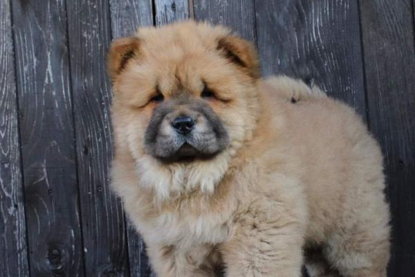 Chow chow cuccioli chowchowcuccioli123.jpg