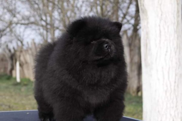 Chow chow cuccioli chowchowcuccioli1234.jpg