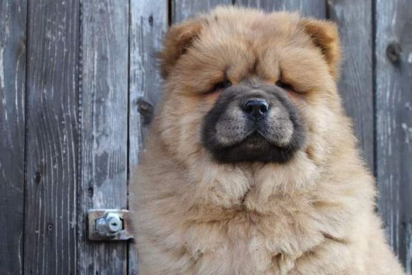 Chow chow cuccioli chowchowcuccioli123456789.jpg