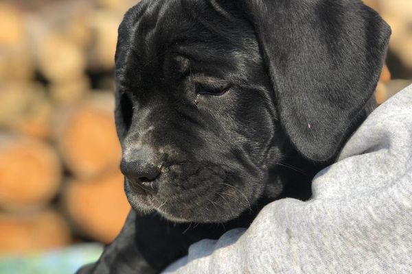 Cane Corso cuccioli in vendita canecorsocuccioliinvendita.jpg