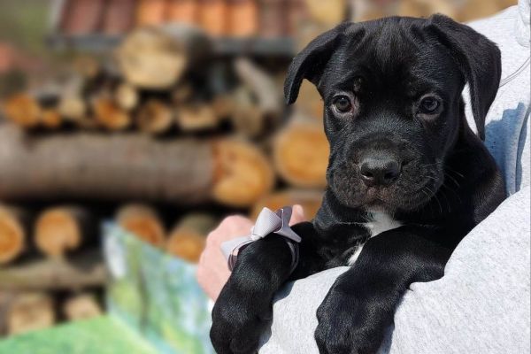 Cane Corso cuccioli in vendita canecorsocuccioliinvendita1.jpg