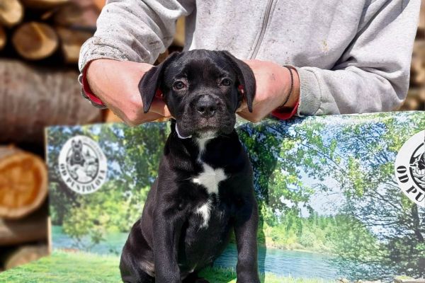 Cane Corso cuccioli in vendita canecorsocuccioliinvendita12.jpg