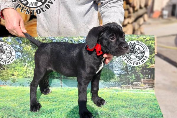 Cane Corso cuccioli in vendita canecorsocuccioliinvendita123.jpg