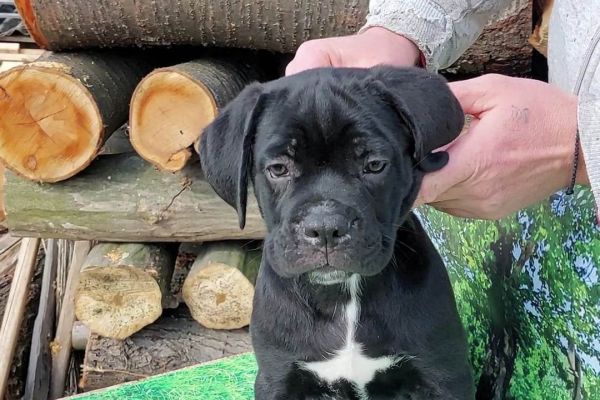 Cane Corso cuccioli in vendita canecorsocuccioliinvendita1234.jpg