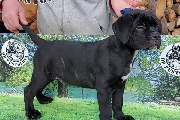 Cane Corso cuccioli in vendita canecorsocuccioliinvendita12345.jpg