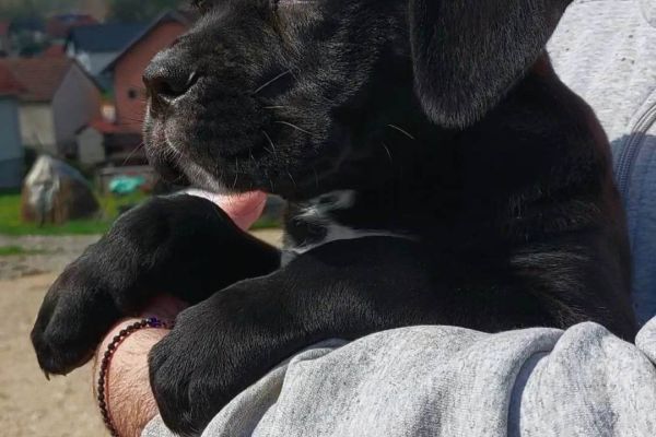 Cane Corso cuccioli in vendita canecorsocuccioliinvendita123456.jpg