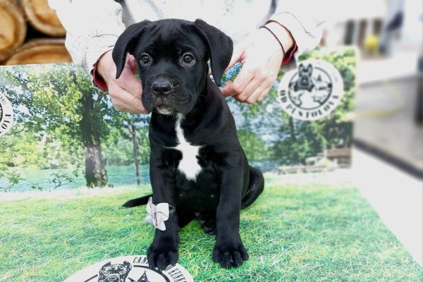 Cane Corso cuccioli in vendita canecorsocuccioliinvendita123456789.jpg