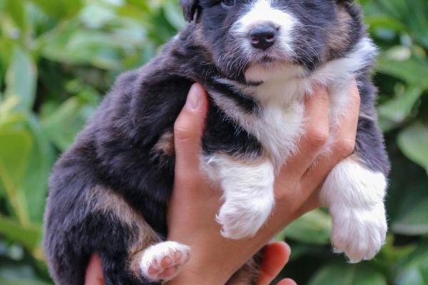 Cuccioli Australian Shepherd cuccioliaustralianshepherd.jpg