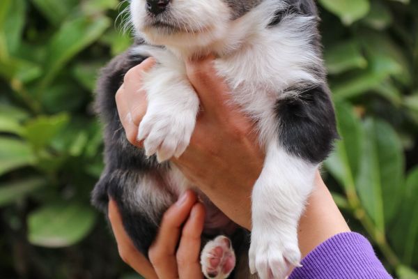 Cuccioli Australian Shepherd cuccioliaustralianshepherd1.jpg