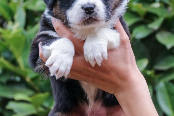 Cuccioli Australian Shepherd cuccioliaustralianshepherd12.jpg