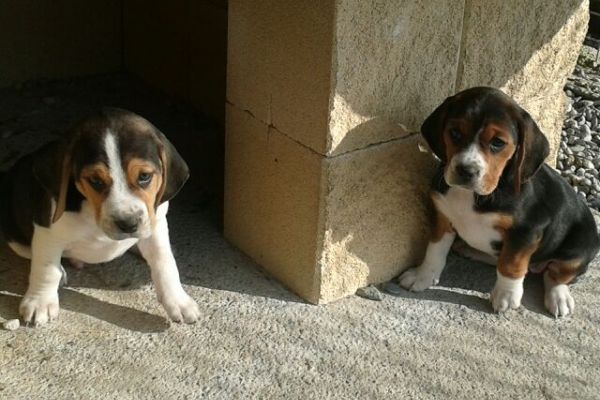 Maschietti Beagle tricolore maschiettibeagletricolore.jpg