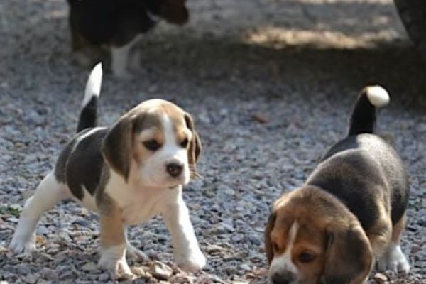 Maschietti Beagle tricolore maschiettibeagletricolore1.jpg