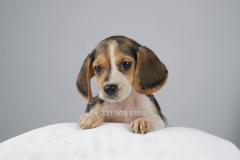 Cucciola di Beagle femmina CuccioladiBeaglefemmina.jpg