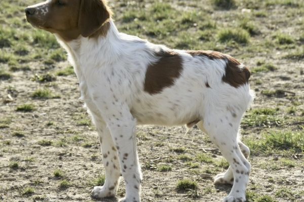 Epagneul Breton cuccioli epagneulbretoncuccioli1234.jpg