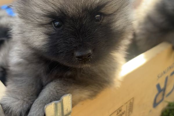 Cuccioli Wolfspitz - Keeshond cuccioliwolfspitzkeeshond-67ee5ca8f30d4.jpg