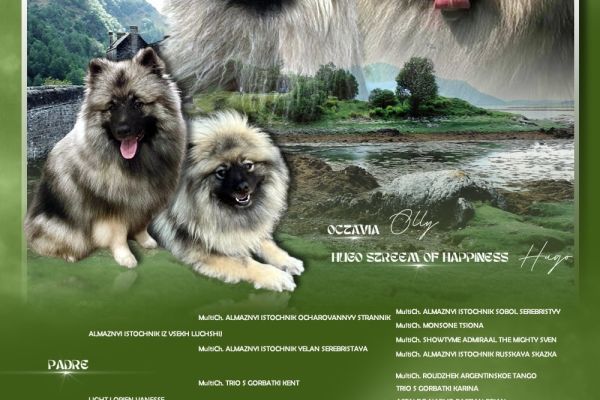 Cuccioli Wolfspitz - Keeshond cuccioliwolfspitzkeeshond.jpg