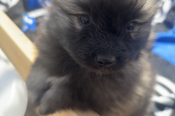 Cuccioli Wolfspitz - Keeshond cuccioliwolfspitzkeeshond1.jpg