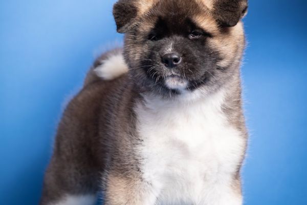 Akita americano cuccioli akitaamericanocuccioli.jpg