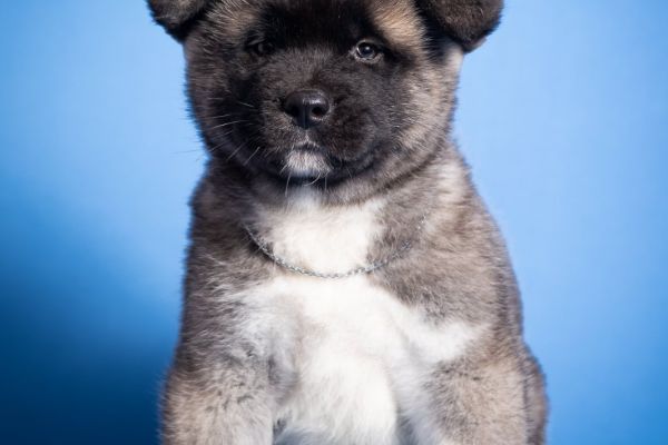 Akita americano cuccioli akitaamericanocuccioli123.jpg