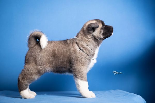 Akita americano cuccioli akitaamericanocuccioli1234.jpg