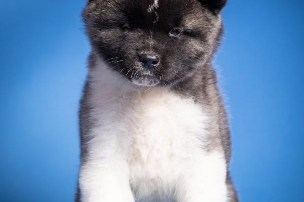 Akita americano cuccioli akitaamericanocuccioli123456.jpg