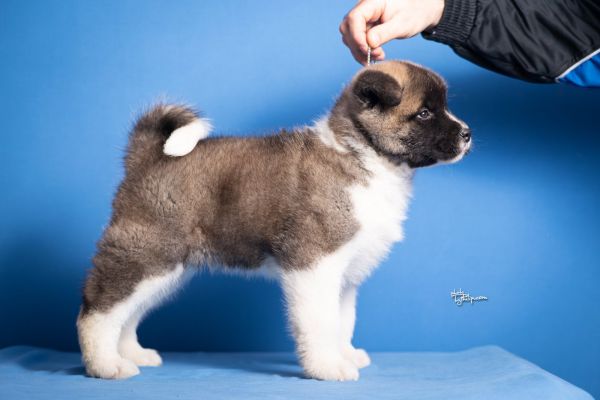 Akita americano cuccioli akitaamericanocuccioli12345678.jpg