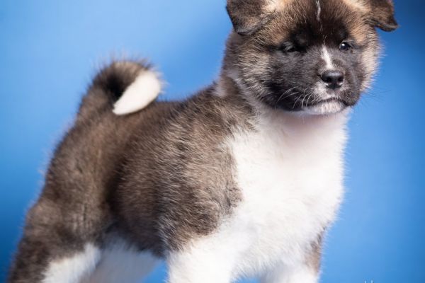 Akita americano cuccioli akitaamericanocuccioli123456789.jpg