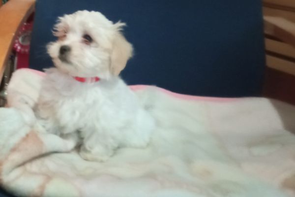 Cuccioli bichon havanese cucciolibichonhavanese.jpg