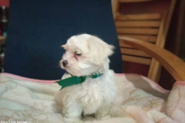 Cuccioli bichon havanese cucciolibichonhavanese12.jpg