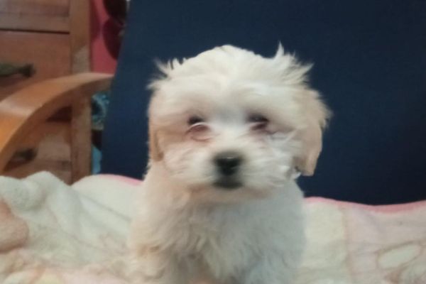 Cuccioli bichon havanese cucciolibichonhavanese123.jpg