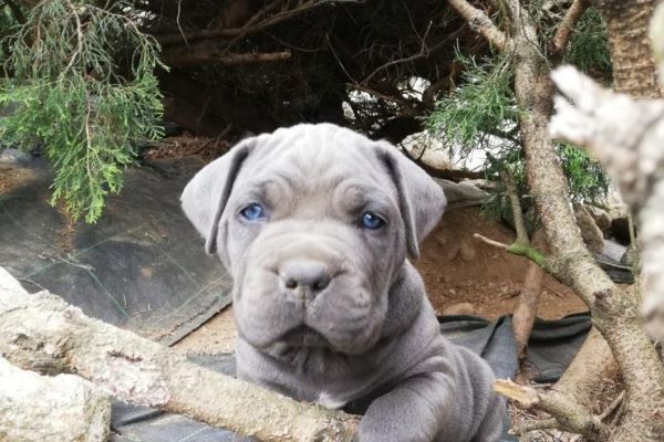 CUCCIOLI SELEZIONATI CANE CORSO cuccioliselezionaticanecorso-65203ae203dea.jpg