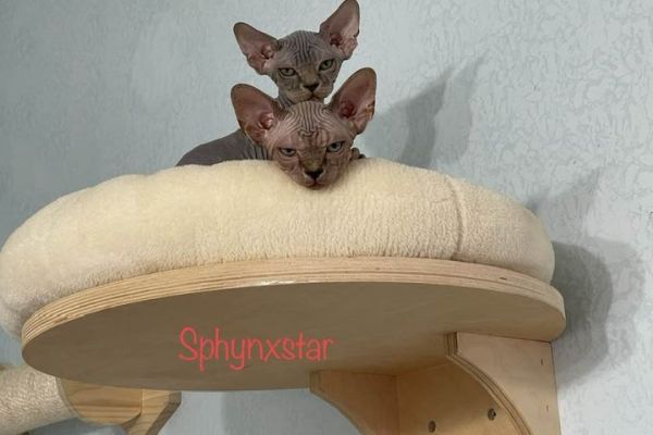 Cuccioli di Sphynx cucciolidisphynx1.jpg