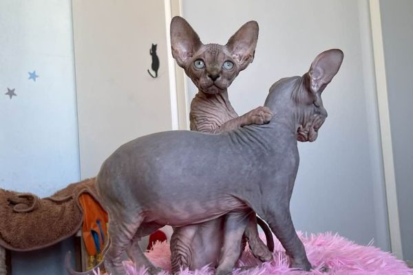 Cuccioli di Sphynx cucciolidisphynx123.jpg