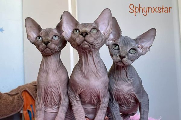 Cuccioli di Sphynx cucciolidisphynx1234.jpg