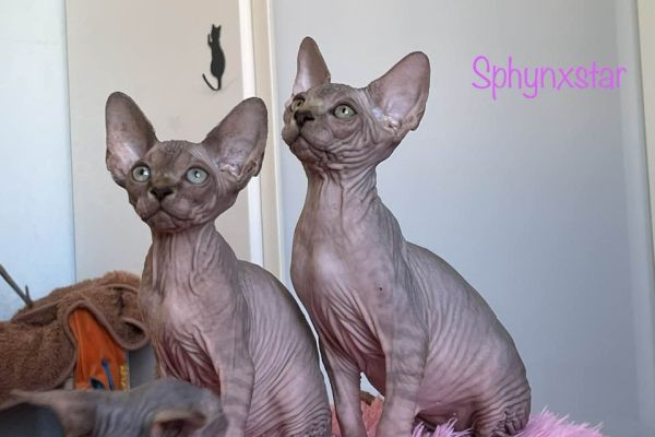 Cuccioli di Sphynx cucciolidisphynx12345.jpg