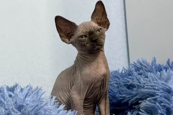 Cuccioli di Sphynx cucciolidisphynx1234567.jpg