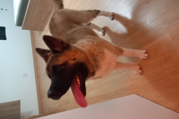 Akita femmina 7 mesi akitafemmina7mesi.jpg