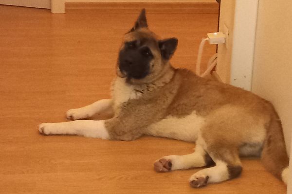 Akita femmina 7 mesi akitafemmina7mesi1.jpg