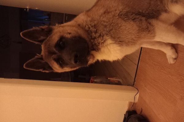 Akita femmina 7 mesi akitafemmina7mesi12.jpg