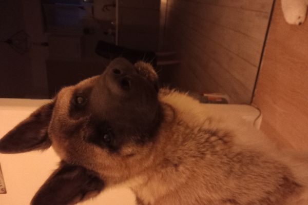 Akita femmina 7 mesi akitafemmina7mesi123.jpg