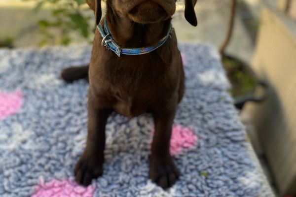 Meravigliosi Cuccioli di Labrador Cioccolato meravigliosicucciolidilabrador.jpg