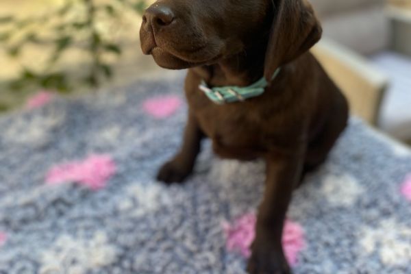 Meravigliosi Cuccioli di Labrador Cioccolato meravigliosicucciolidilabrador1.jpg