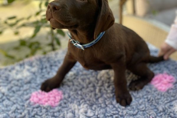 Meravigliosi Cuccioli di Labrador Cioccolato meravigliosicucciolidilabrador12.jpg