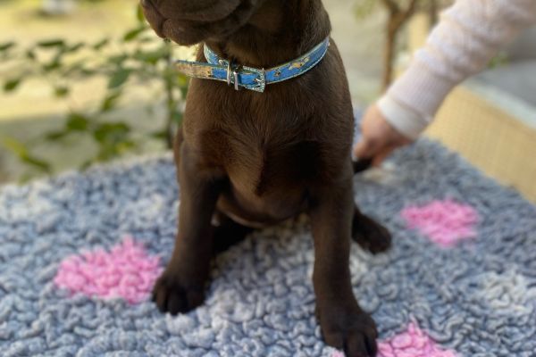 Meravigliosi Cuccioli di Labrador Cioccolato meravigliosicucciolidilabrador123.jpg